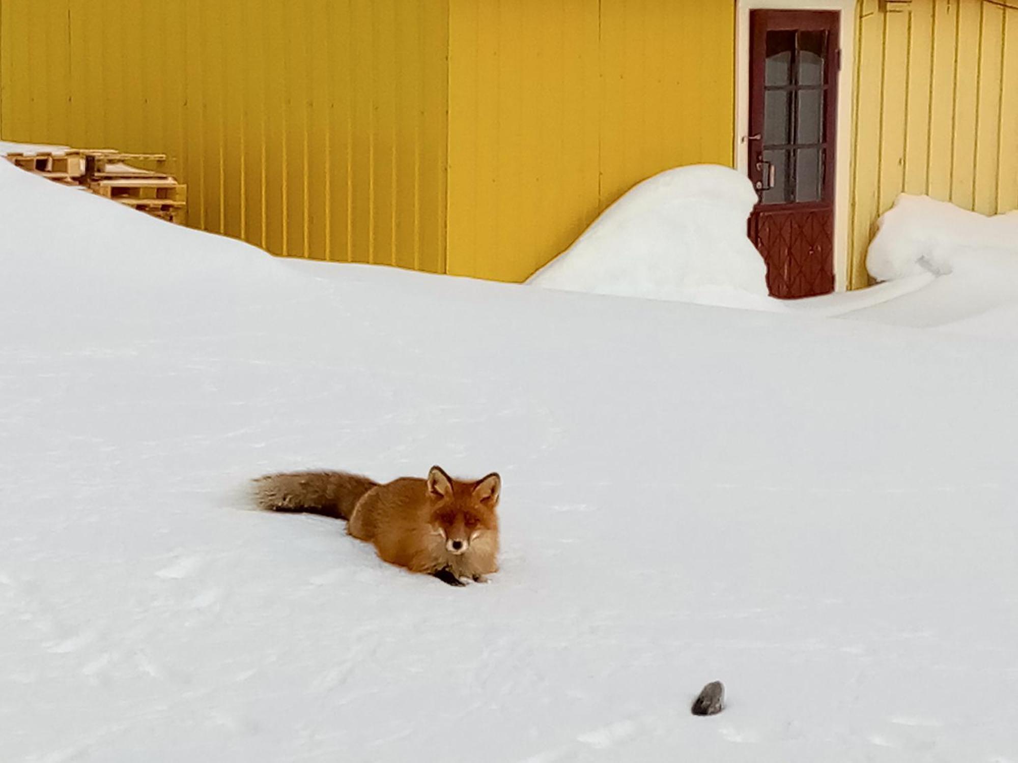 Kongsfjord Holiday Home Bagian luar foto
